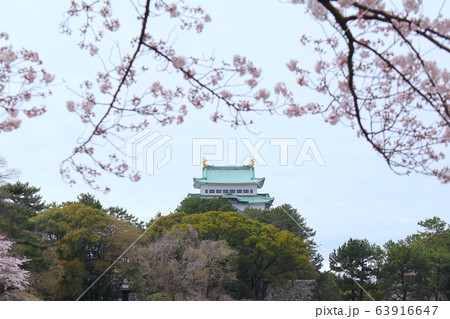 名古屋城と桜 63916647