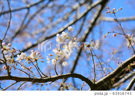 ソメイヨシノ開花 63916743