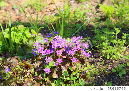 ユキワリソウの花 63916746