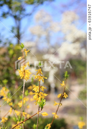レンギョウの花 レンギョウの花 63916747