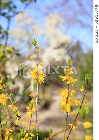 レンギョウの花 レンギョウの花 63916748