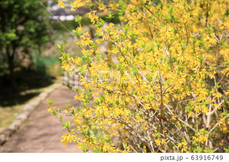 レンギョウの花 レンギョウの花 63916749