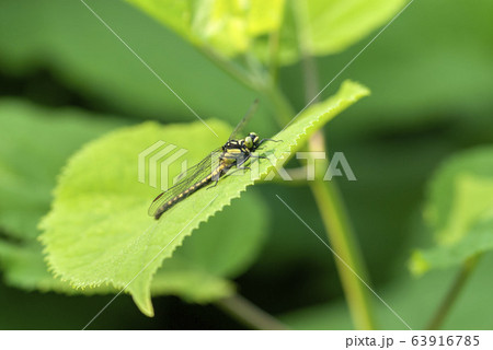 ダビドサナエ 63916785