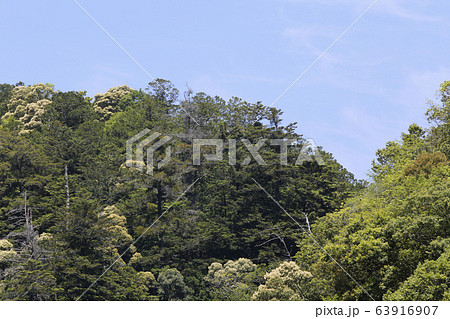 大滝ダム　吉野　奈良県吉野　ダム 63916907