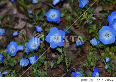 沢山のネモフィラの青い花が咲く草地のネモフィラの花をアップで撮影した写真 63917053