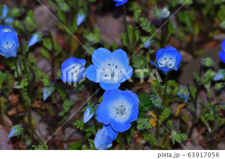 沢山のネモフィラの青い花が咲く草地のネモフィラの花をアップで撮影した写真の写真素材