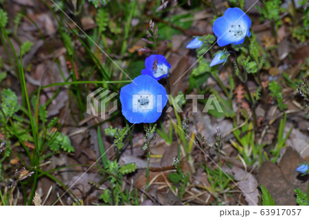 沢山のネモフィラの青い花が咲く草地のネモフィラの花をアップで撮影した写真 沢山のネモフィラの青い花が咲く草地のネモフィラの花をアップで撮影した写真 63917057