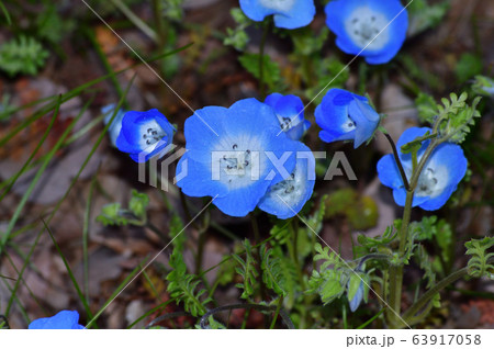 沢山のネモフィラの青い花が咲く草地のネモフィラの花をアップで撮影した写真の写真素材