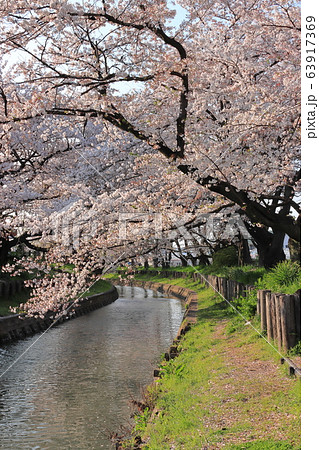 新河岸川沿いの美しい満開の桜 埼玉県川越市 新河岸川沿いの美しい満開の桜 埼玉県川越市 63917369