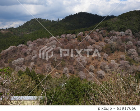 Yoshino 桜　2020 63917666