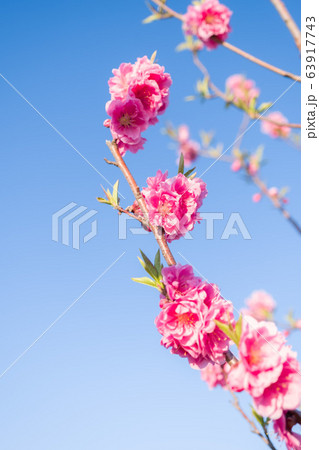 桃の花 桃の花 63917743