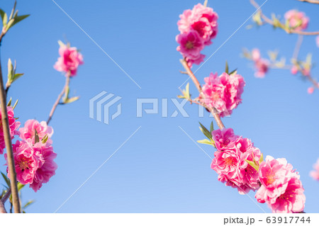桃の花 桃の花 63917744