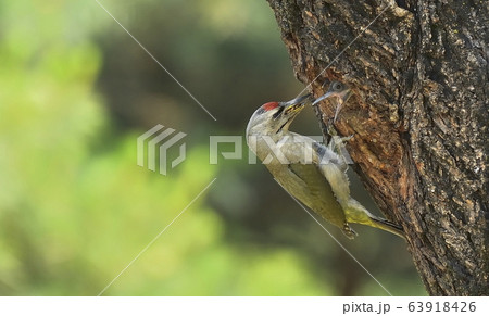 ヤマゲラ 鳥 動物 63918426