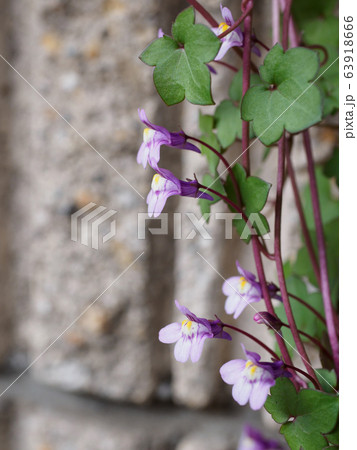 生命力の強いツタバウンラン 63918666