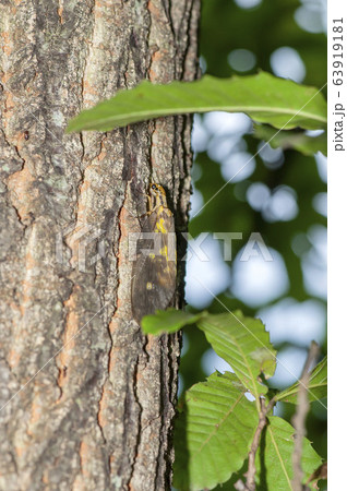 ヘビトンボ 63919181