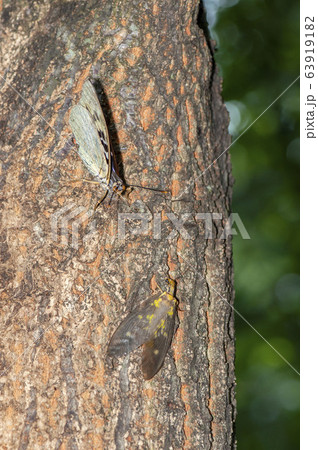 ヘビトンボ 63919182