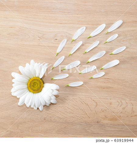 Daisy flower head with petals Daisy flower head with petals 63919944