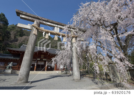 大石神社 鳥居と大石桜 大石神社 鳥居と大石桜 63920176