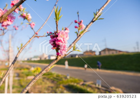 桃の花 桃の花 63920523