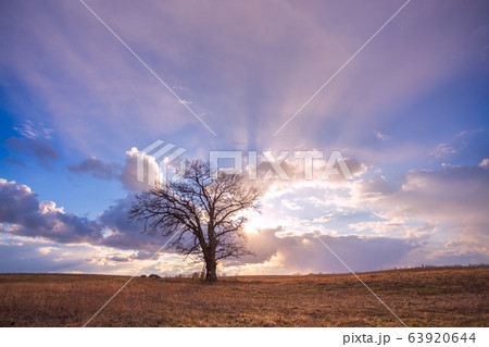 Oak tree silhuette with ladder on trunk 63920644