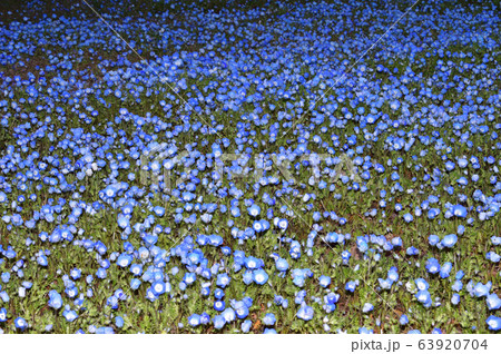 沢山のネモフィラの青い花が一面に咲く草地をハイアングルで撮影した写真 63920704