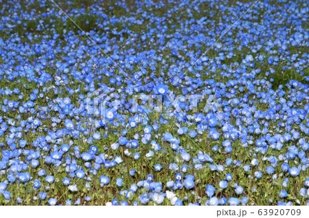 沢山のネモフィラの青い花が一面に咲く草地をハイアングルで撮影した写真 63920709