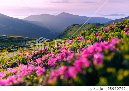 Pink rhododendron flowers in mountains Pink rhododendron flowers in mountains 63920742
