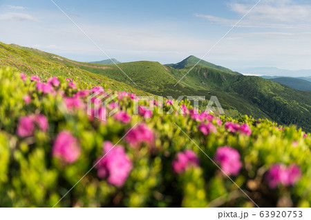 Pink rhododendron flowers in mountains Pink rhododendron flowers in mountains 63920753