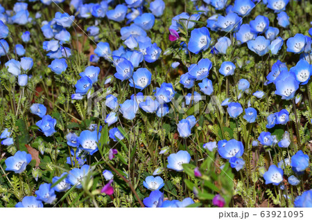 沢山のネモフィラの青い花が咲く草地のネモフィラの花を撮影した写真の写真素材