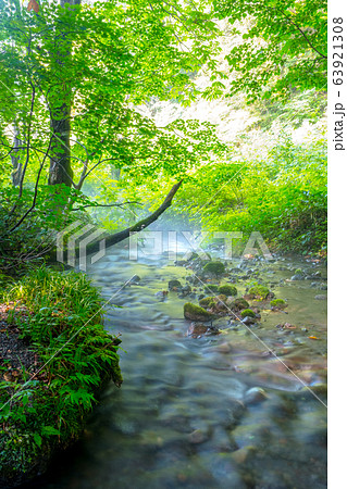 大山 木谷沢　新緑 63921308