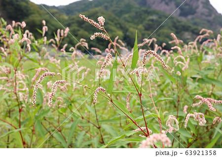 イヌタデ　雑草　秋 63921358