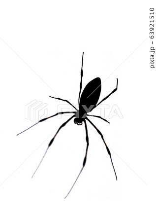 蜘蛛のシルエットの写真素材