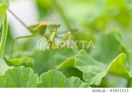 捕食中のカマキリ 63921515