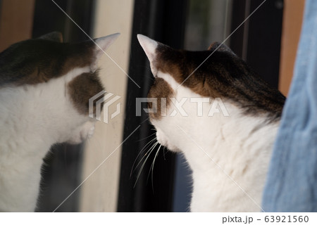 窓辺の猫　映り込む 63921560