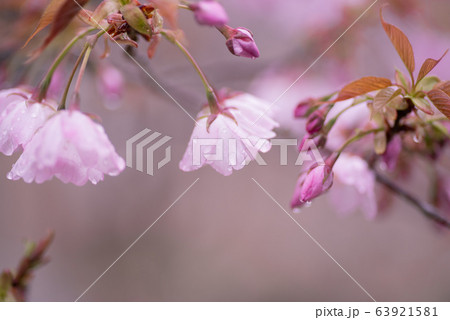 雨上がりの桜 雨上がりの桜 63921581