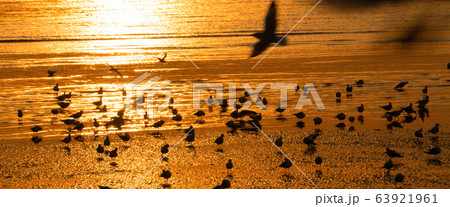 Gorgeous orange sunset with beautiful reflection with seagulls swimming and flying around Gorgeous orange sunset with beautiful reflection with seagulls swimming and flying around 63921961