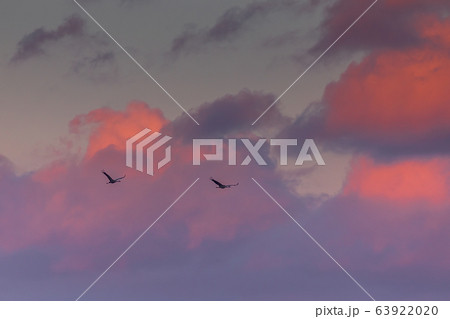 Two Common cranes flying in the beautiful sky 63922020