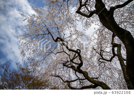 下から見上げたしだれ桜 下から見上げたしだれ桜 63922108