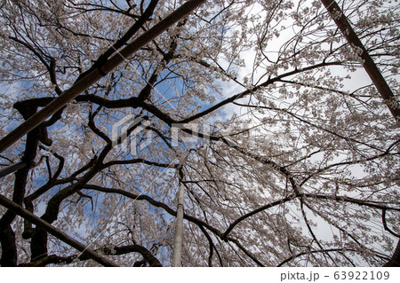 下から見上げたしだれ桜 下から見上げたしだれ桜 63922109