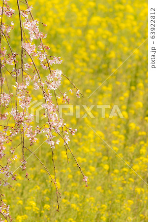 しだれ桜と菜の花 63922812