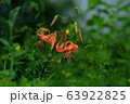 成 野生の花 空成 63922825