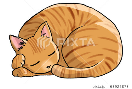 丸くなって眠る猫 茶トラ のイラスト素材