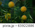 果実 農業 酸っぱい 63922886