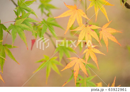 緑と山吹色のカエデの葉 63922961