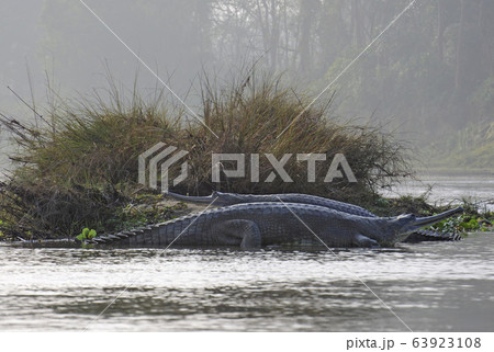 ガリアルクロコダイル　ネパール・チトワン国立公園 63923108