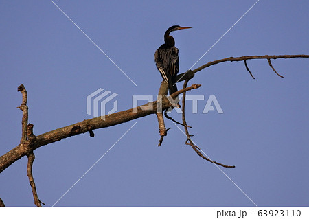 カワウ　ネパール・チトワン国立公園 63923110