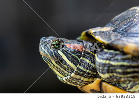 Red Eared Terrapin - Trachemys scripta elegans. 63923319