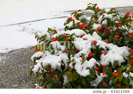 雪椿 雪と椿 椿の写真素材 [63923366] - PIXTA
