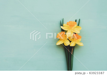 Yellow daffodil flowers in full bloom on turquoise background. Yellow daffodil flowers in full bloom on turquoise background. 63923387