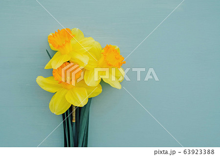 Yellow daffodil flowers in full bloom on turquoise background. 63923388